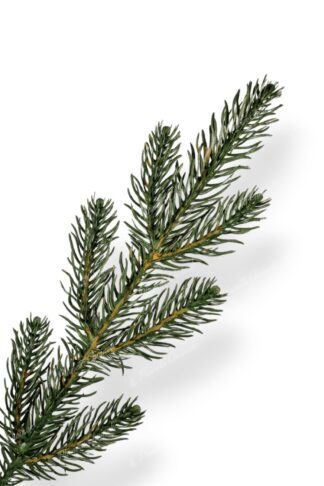 Gałązka choinka sztuczna jak żywa PE Świerk Potężny