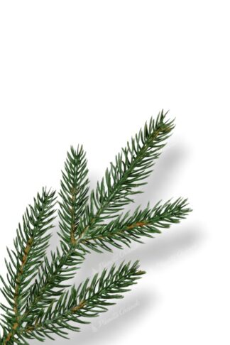 Gałązka mała ozdobna choinka sztuczna w doniczce PE Świerk Karpacki