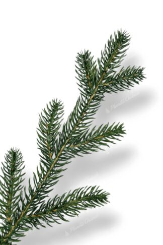 Gałązka premium choinka sztuczna jak żywa 100% PE Świerk Naturalny